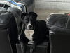 adoptable Dog in  named Bailey/Kiera