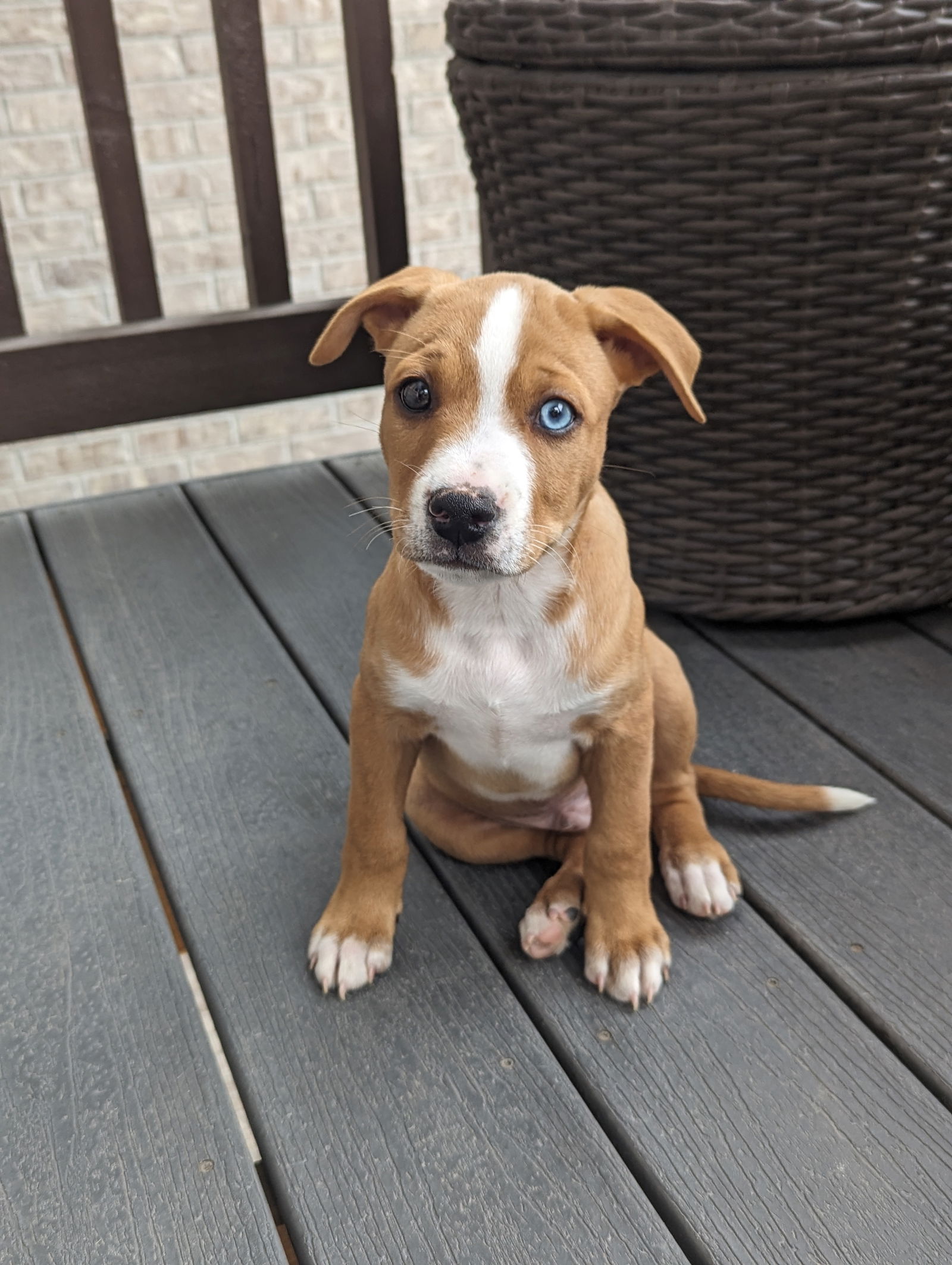 adoptable Dog in Aurora, CO named Sonas