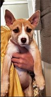 adoptable Dog in aurora, , CO named Emma