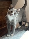 adoptable Cat in denver, CO named Lilac Orchid