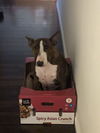 adoptable Dog in  named Crixus (Courtesy)