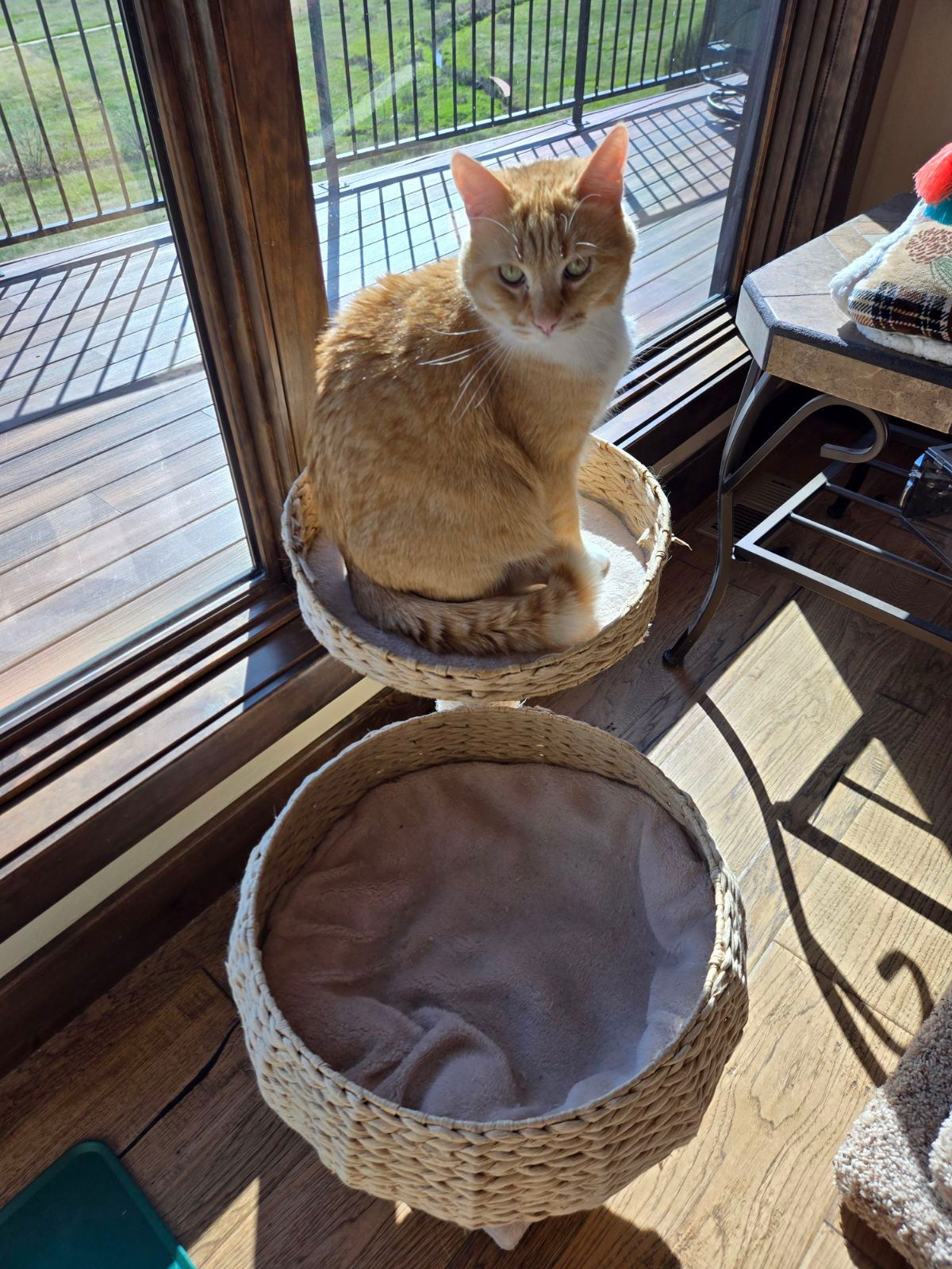 adoptable Cat in Aurora, CO named Teddy (Courtesy Post)