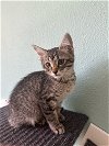 adoptable Cat in  named Victoria