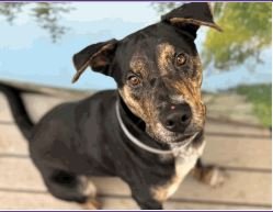 adoptable Dog in Aurora, CO named Alfredo