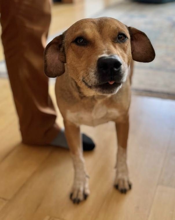 adoptable Dog in Aurora, CO named Mandy
