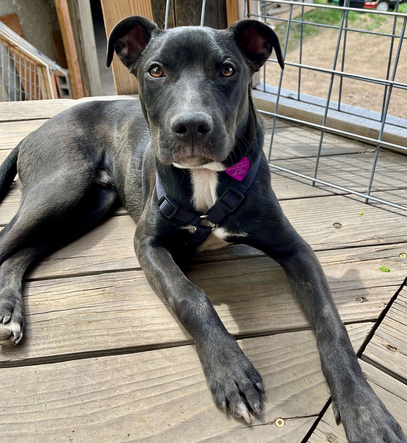 Dog adoption in Aurora, CO 80012: Labrador Retriever / Mixed Dog 