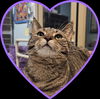 adoptable Cat in Aurora, CO named Raquel