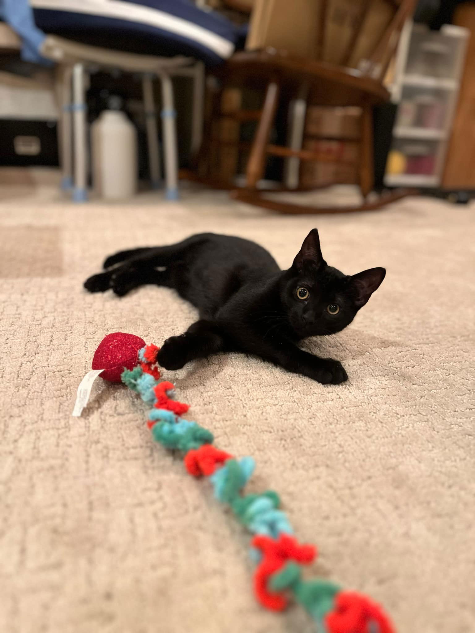 adoptable Cat in Aurora, CO named Snap