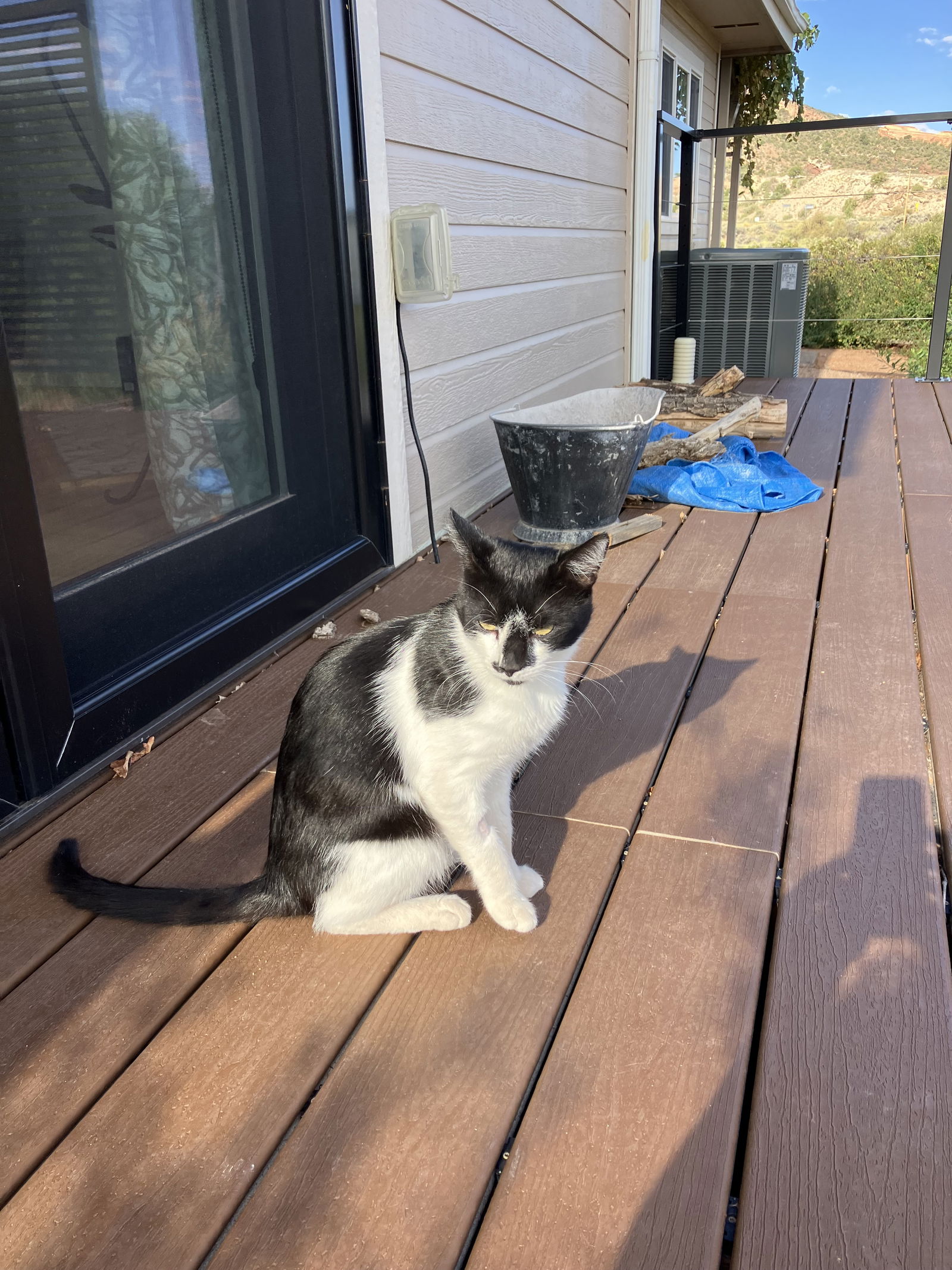 adoptable Cat in Aurora, CO named Chaplin