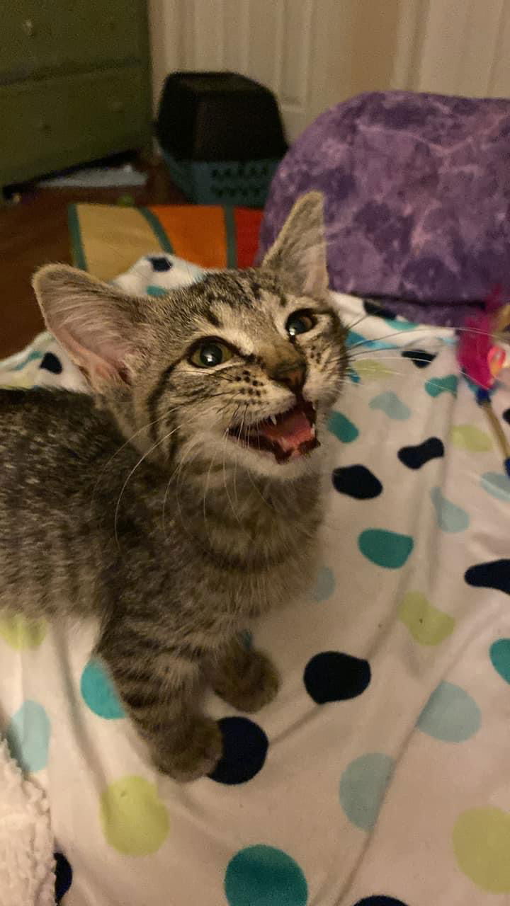 adoptable Cat in Aurora, CO named Oakley