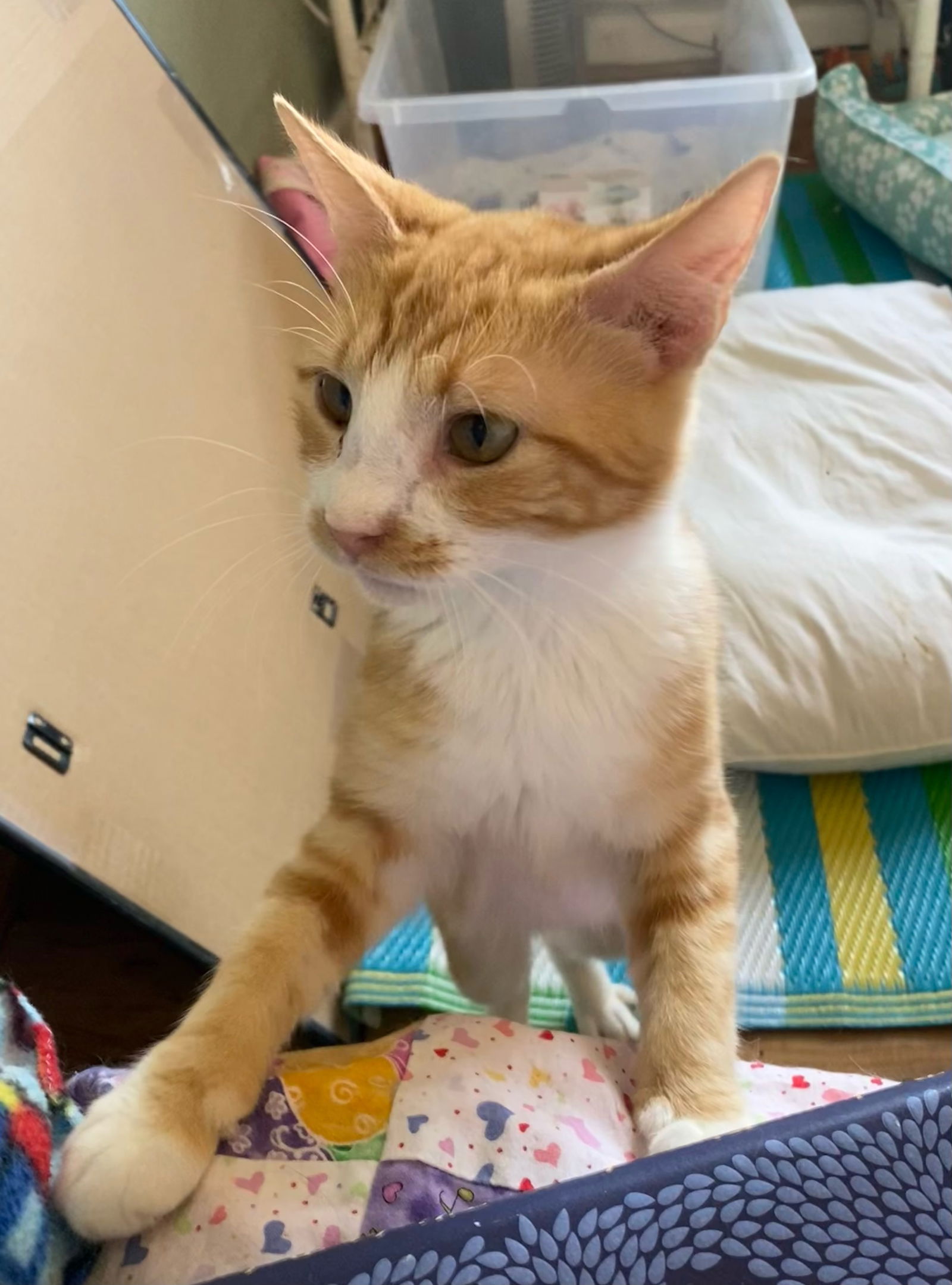 adoptable Cat in Aurora, CO named Sundance