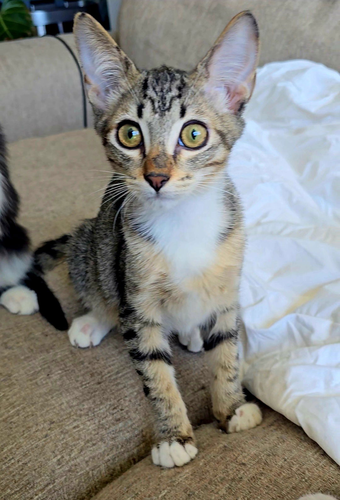 adoptable Cat in Aurora, CO named Jeffrey Jr.