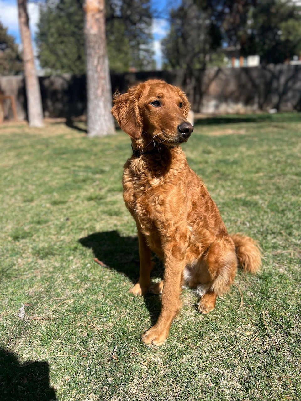 adoptable Dog in Aurora, CO named Cooper (courtesy)