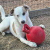 adoptable Dog in  named Colton (courtesy)