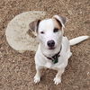 adoptable Dog in , CO named Colton (courtesy)