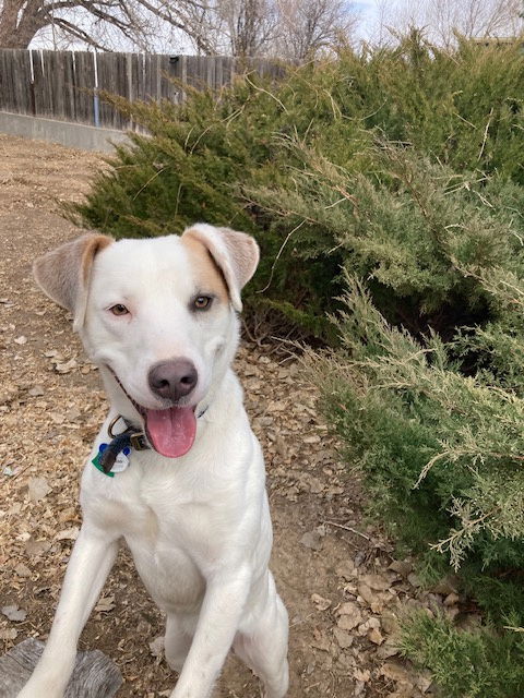 picture of the dog needing adoption