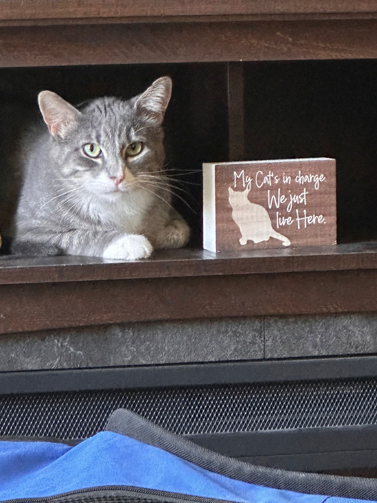 adoptable Cat in Aurora, CO named Daisy (Courtesy Post)