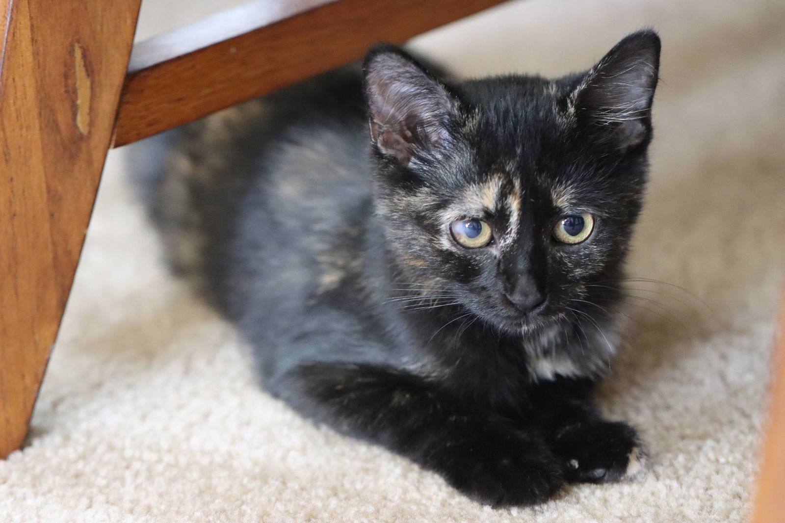 adoptable Cat in Aurora, CO named South