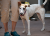 adoptable Dog in  named Target