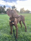 adoptable Dog in  named Hummingbird