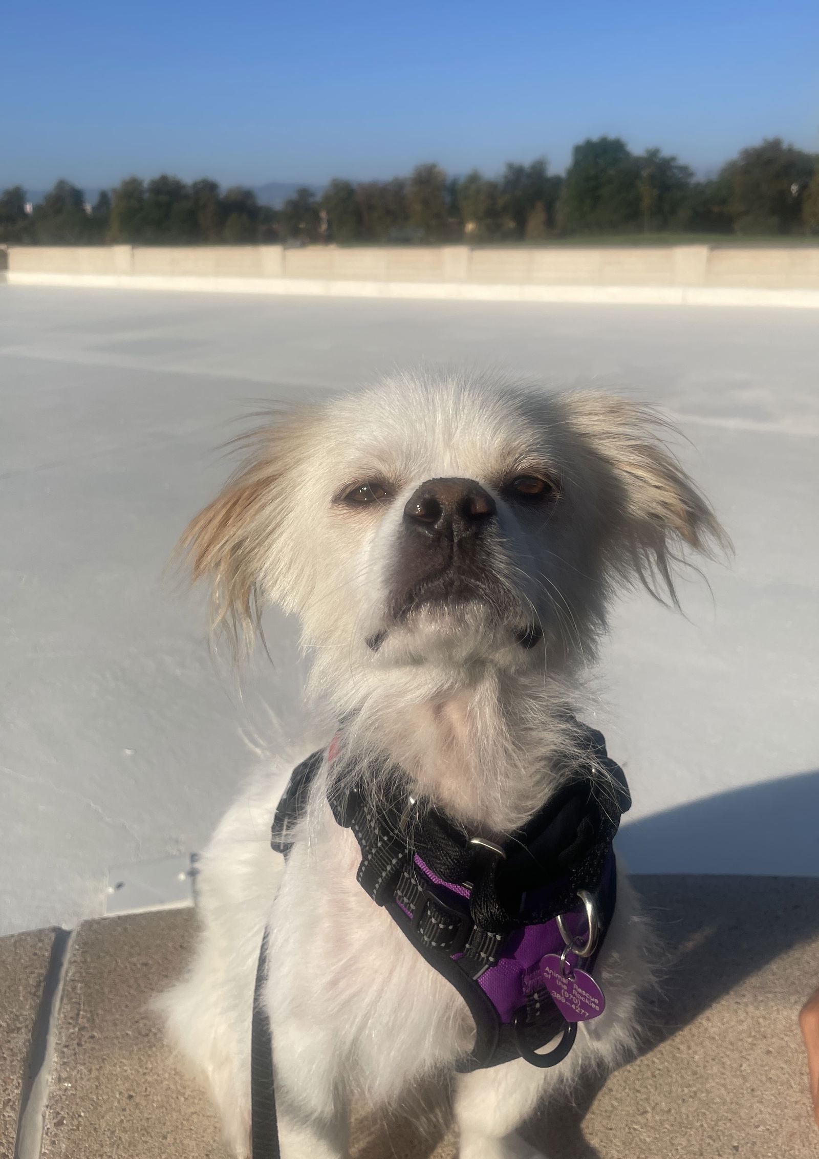 adoptable Dog in Aurora, CO named George