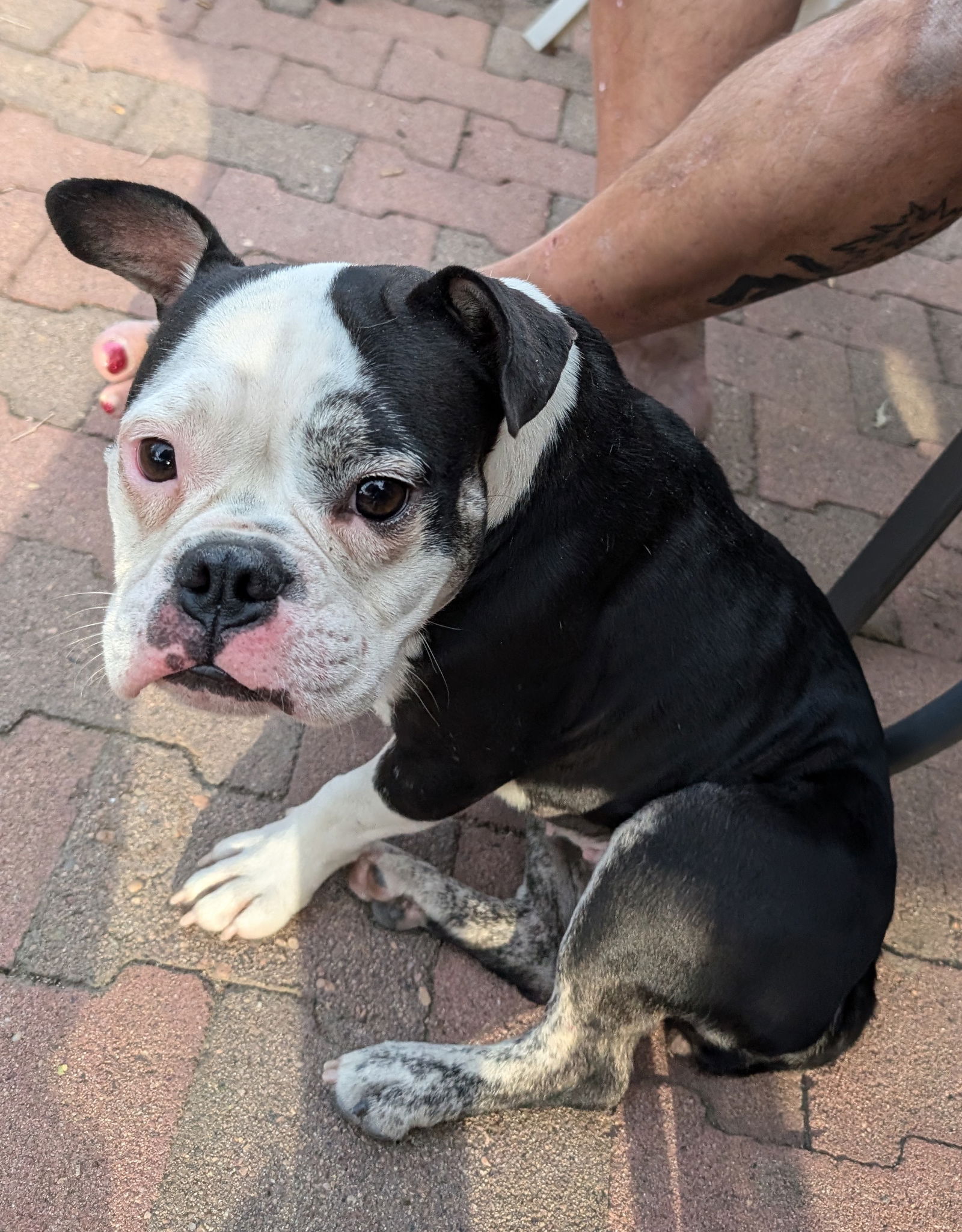 adoptable Dog in Aurora, CO named Patty