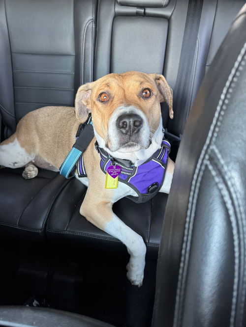 picture of the dog needing adoption