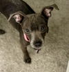 adoptable Dog in , CO named Harley Quinn