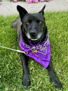 adoptable Dog in , CO named Sheeba