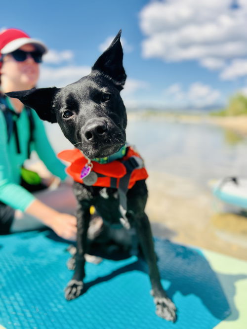 picture of the dog needing adoption