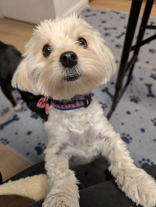 picture of the dog needing adoption