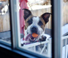 adoptable Dog in Aurora, CO named Stix (Courtesy)