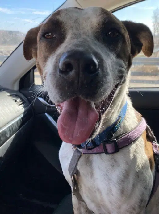 Stix Courtesy - Australian Cattle Dog/Blue Heeler