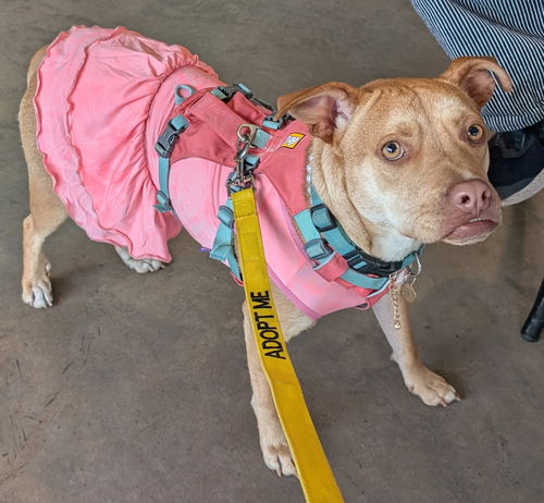 picture of the dog needing adoption