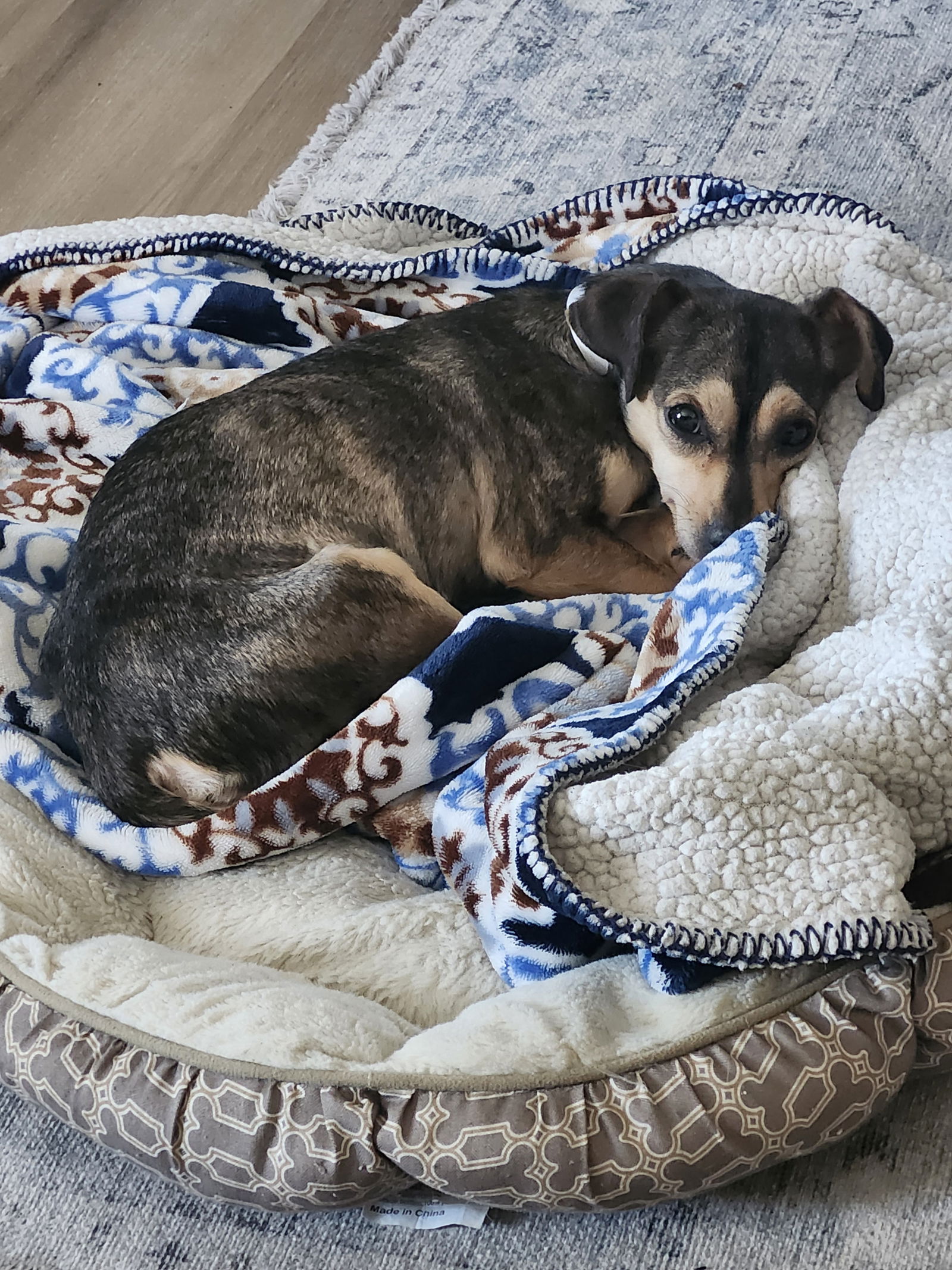 adoptable Dog in Aurora, CO named Rose #4