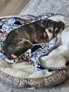 adoptable Dog in Aurora, CO named Rose #4