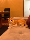 adoptable Cat in Aurora, CO named Bell Pepper
