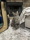 adoptable Cat in Aurora, CO named Monica Gallagher