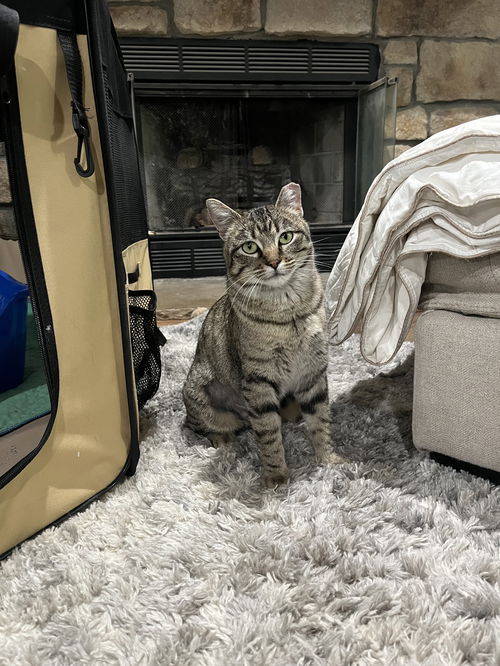 picture of the cat needing adoption