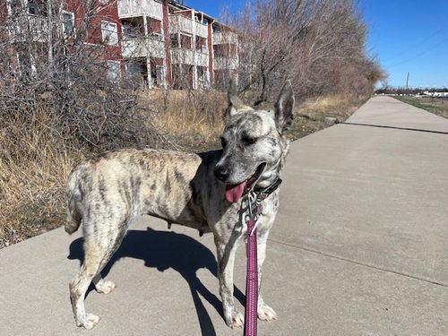 picture of the dog needing adoption