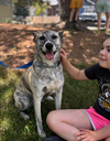 adoptable Dog in  named Jary