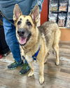 adoptable Dog in Aurora, CO named Lucy (Courtesy)