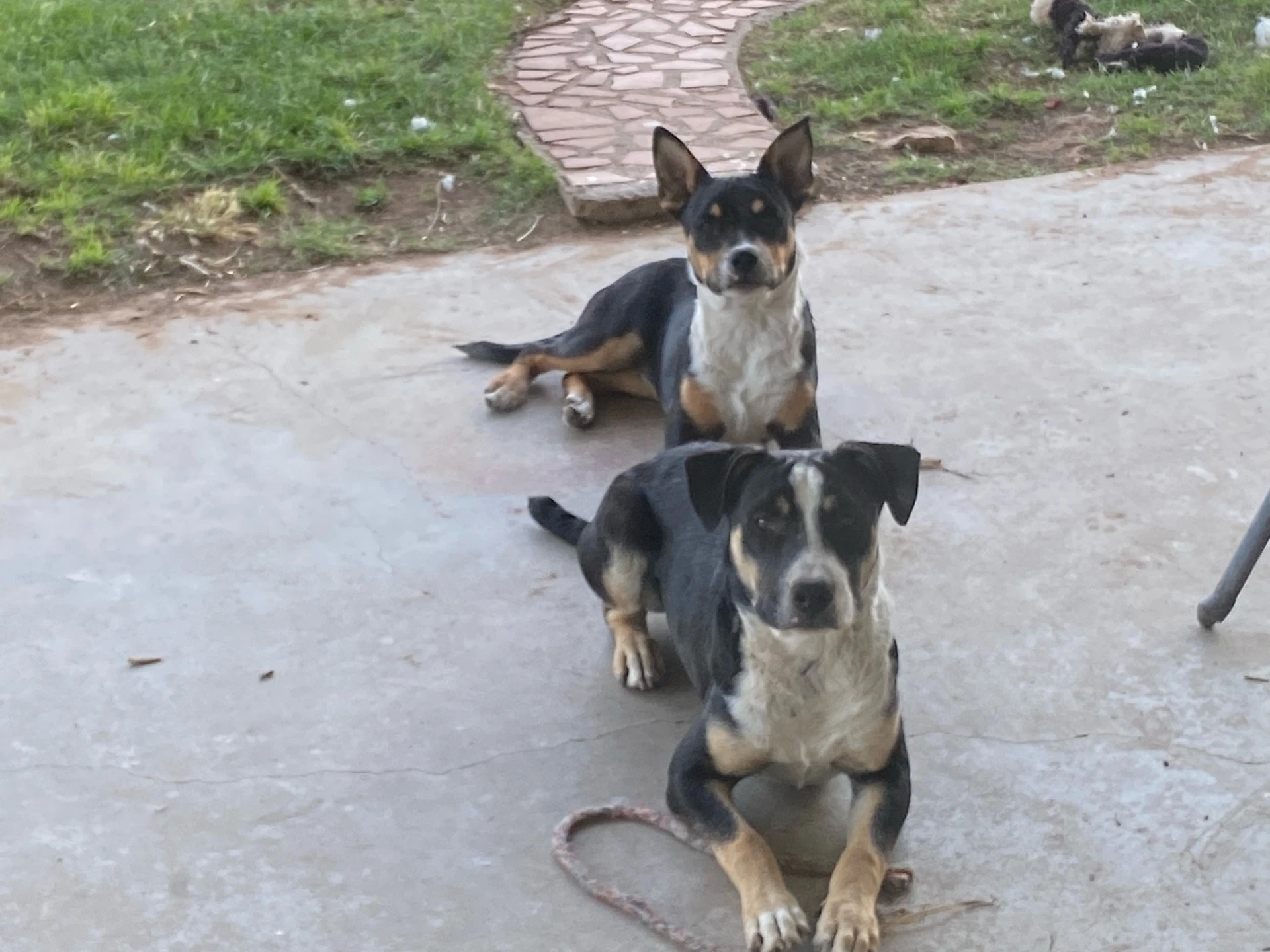 Linus And Lucy Courtesy