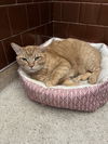 adoptable Cat in Aurora, CO named Kramer