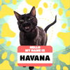 adoptable Cat in Aurora, CO named Havana