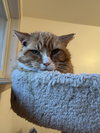 Horace (FIV+) - Photo 2