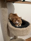 Horace (FIV+) - Photo 3