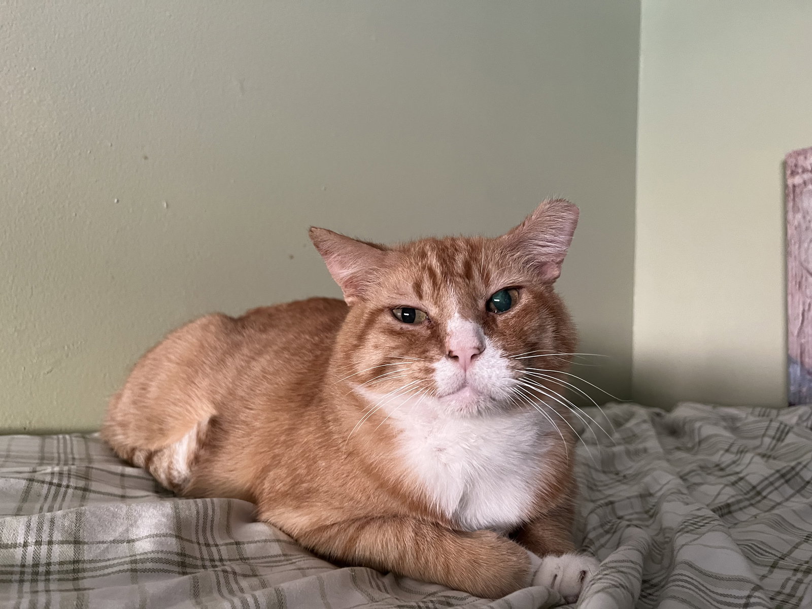 Horace (FIV+)