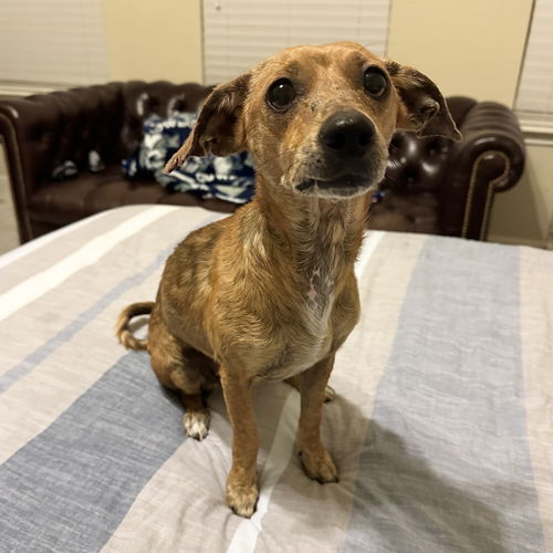 picture of the dog needing adoption