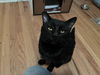 adoptable Cat in Aurora, CO named Smithers the tri-pod